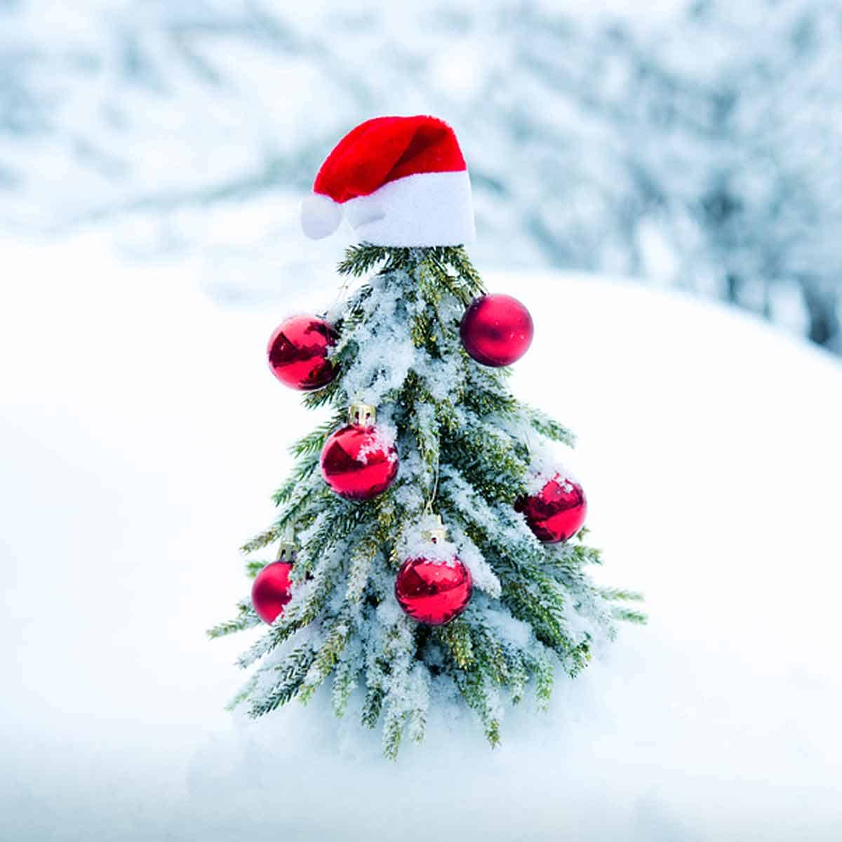 Small Christmas tree in the snow topped with a red Santa hat.