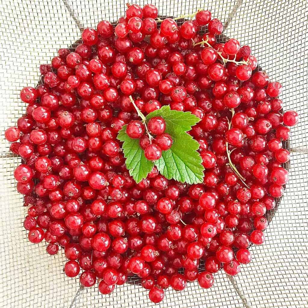 Freshly picked red currants in a strainer.