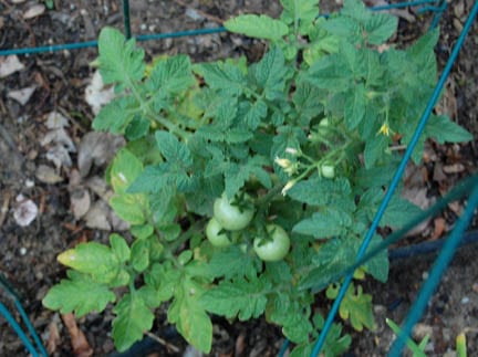Cherry tomato plant at Happy Simple Living