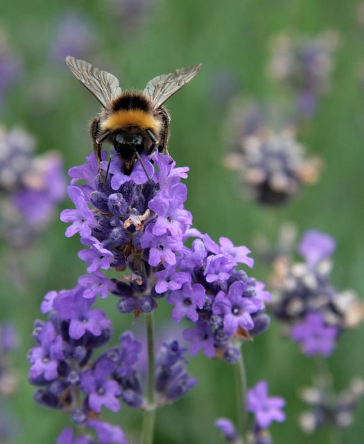Save the bees at Happy Simple Living blog