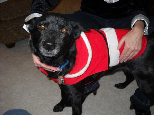 Maddie the Christmas dog at Happy Simple Living blog