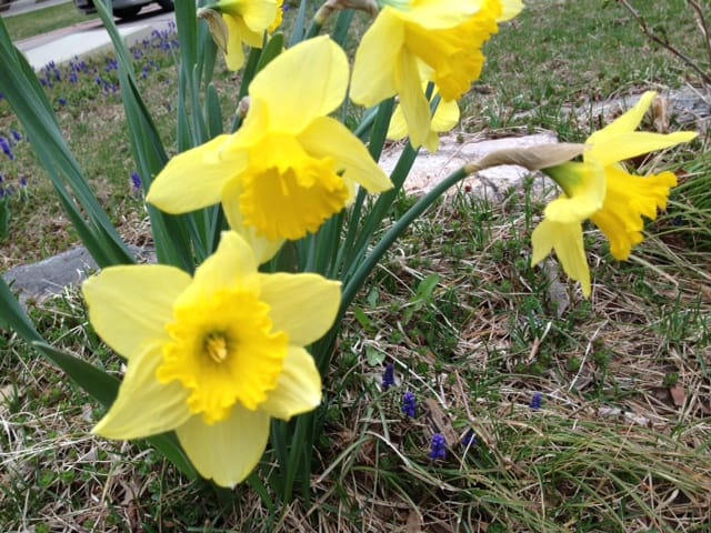 Daffodils at Happy Simple Living blog