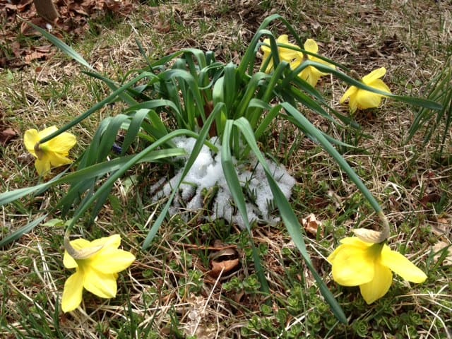 Snowy daffodils at Happy Simple Living blog