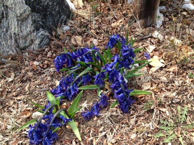 Droopy hyacinths
