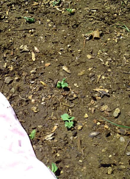 Peas emerge from the snow at Happy Simple Living blog