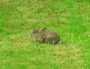 Rabbit on Happy Simple Living blog