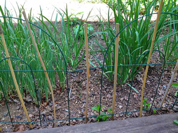 Bamboo stake fencing at Happy Simple Living blog