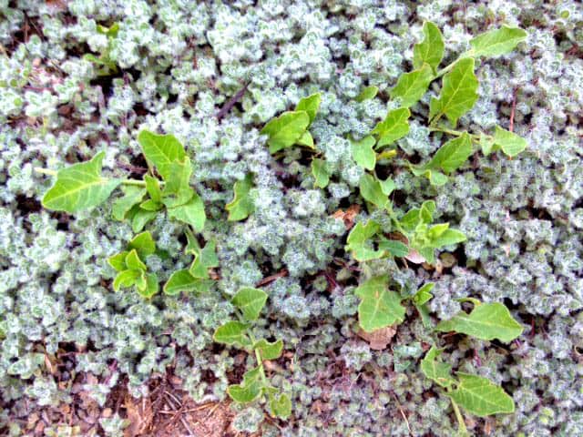 Bindweed and wooly thyme