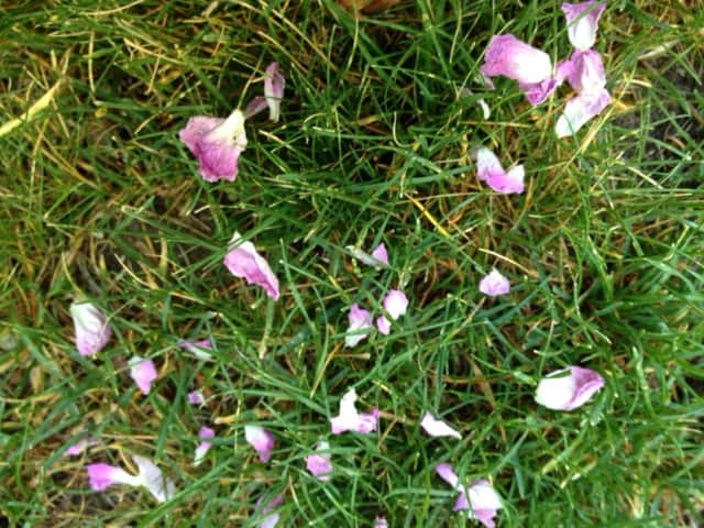 Rose petals at Happy Simple Living blog