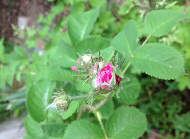 rose bud at happy simple living blog