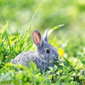 A gray rabbit eating plants in a garden.