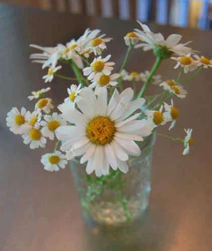 Jelly Jar Daisies at Happy Simple Living blog