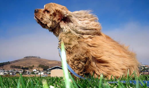 Dog in the wind