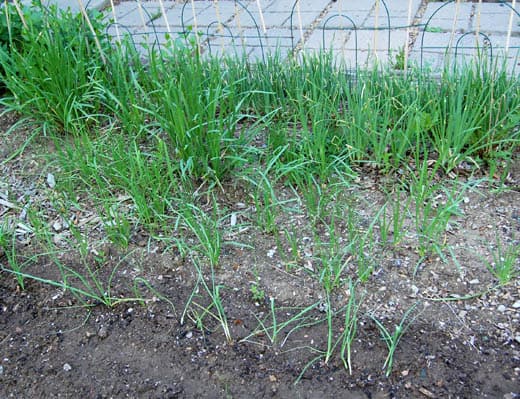 Onions, garlic, chives and leeks