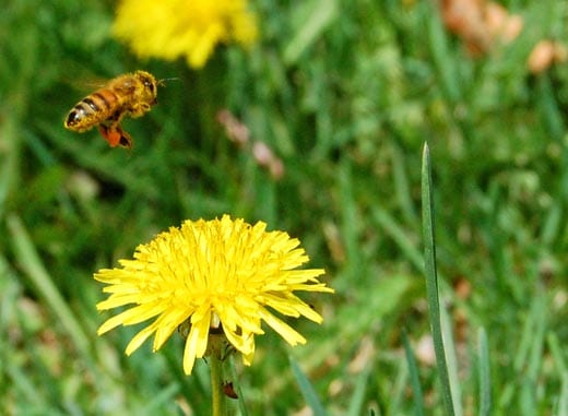 A bee pauses above a dandelion
