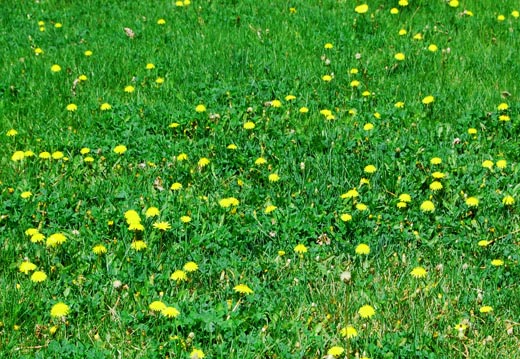 Dandelions and grass