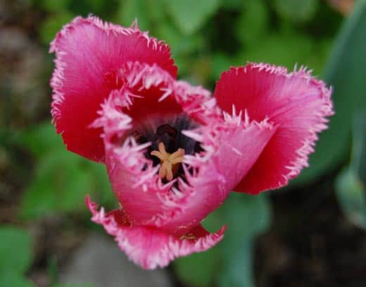 Fringed tulip up close