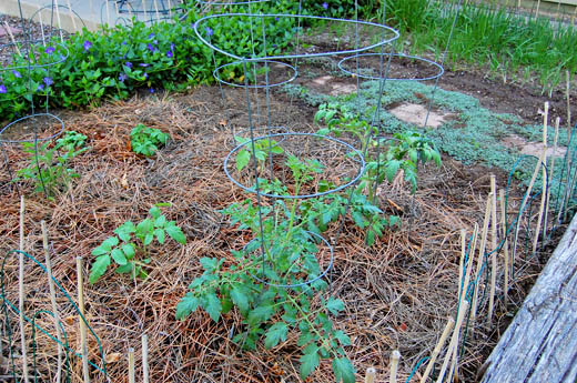 Mulch tomato plants with pine needles