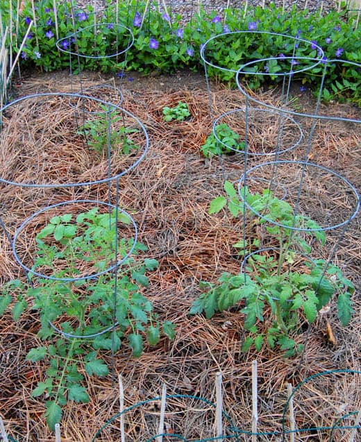 Garden with tomatoes