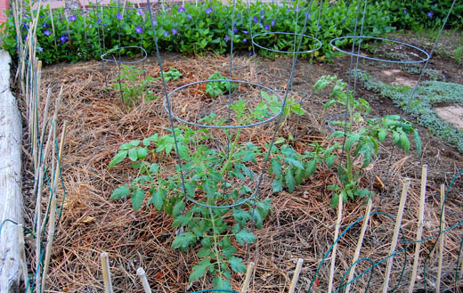 Tomatoes mulched with pine needles