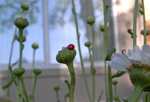 ladybug and daisies