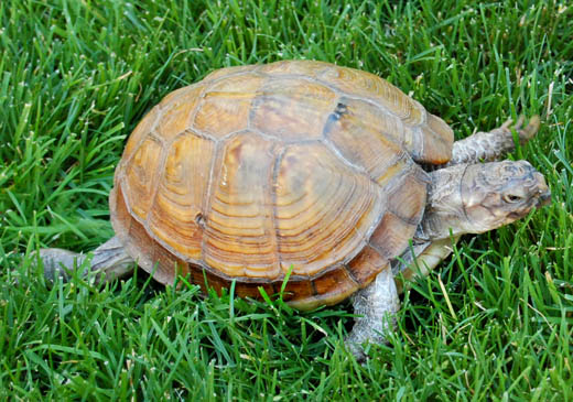 Turtle in the grass