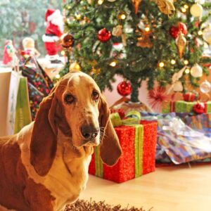 A basset hound near a Christmas tree and holiday decorations.