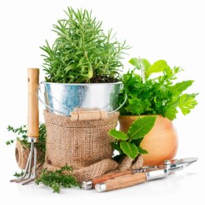 Potted herbs and garden tools.