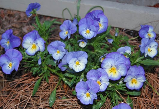 Viola plant