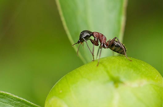 Get rid of ants naturally