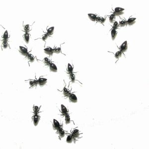 Black ants on a white floor.