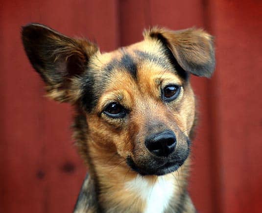 Dog with tilted head | Happy Simple Living blog