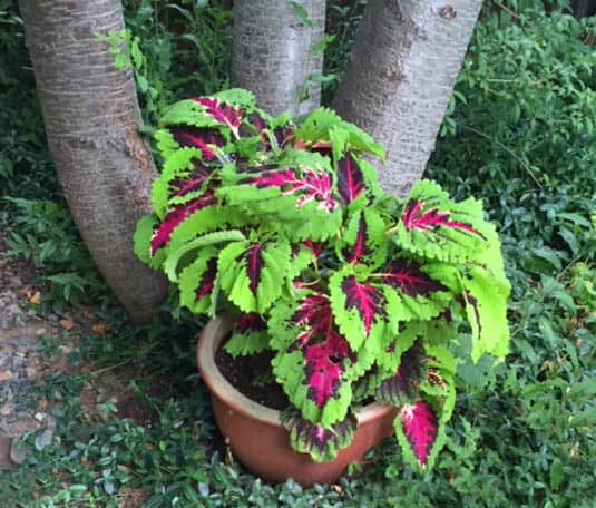 Coleus plant | Happy Simple Living blog
