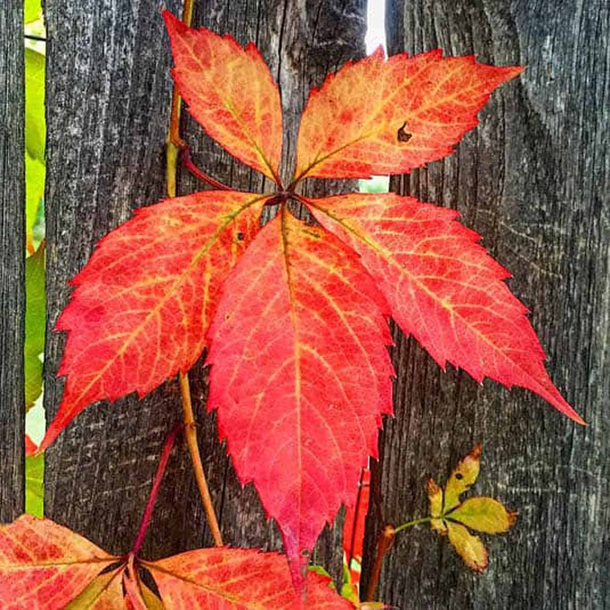 colorful autumn leaves on a fence