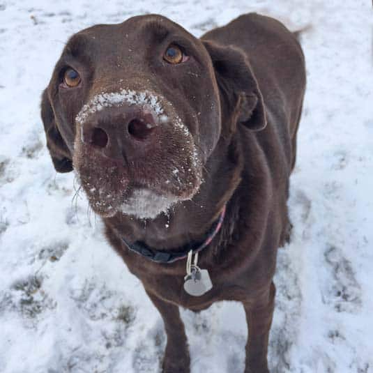 chocolate lab in the snow