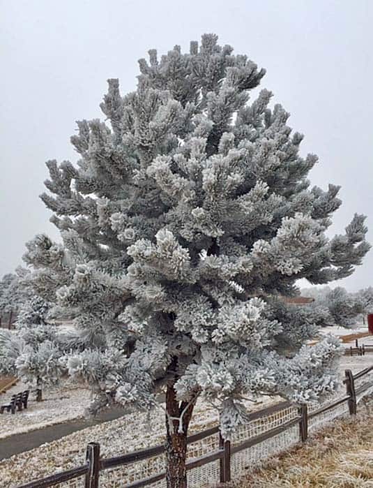 Snowy pine tree