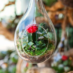 A hanging glass terrarium filled with plants.
