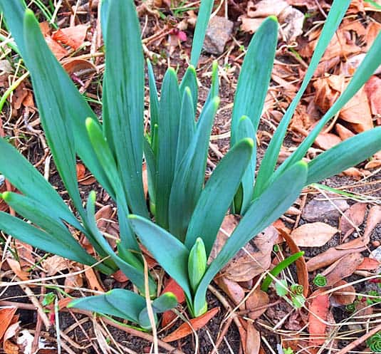 Daffodil buds