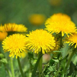 Close up of six yellow dandelions with green leaves.