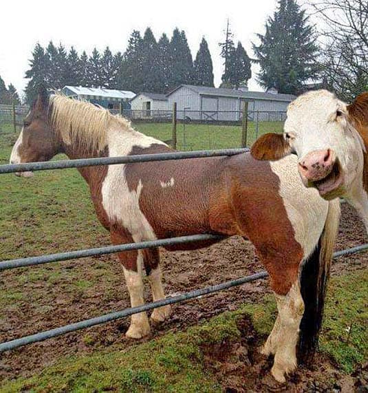 cow and horse