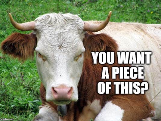 angry cow