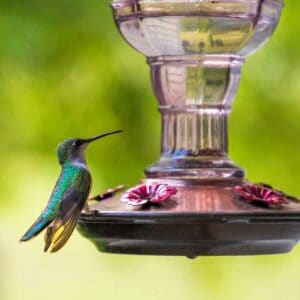 A hummingbird at a feeder drinking nectar.