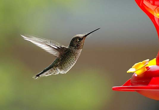 Hummingbird at feeder