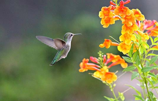 Hummingbird at a flower.