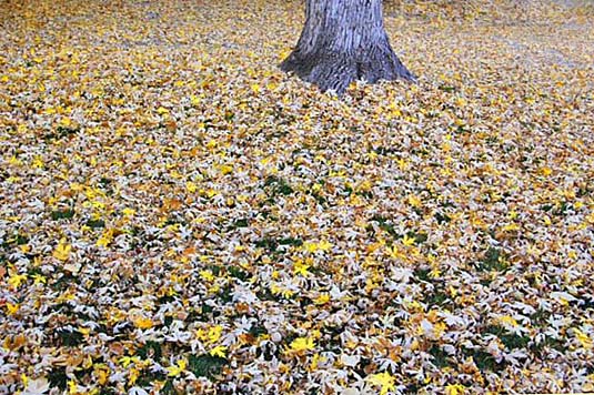 autumn leaves yard