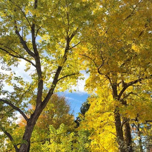 autumn leaves maple trees