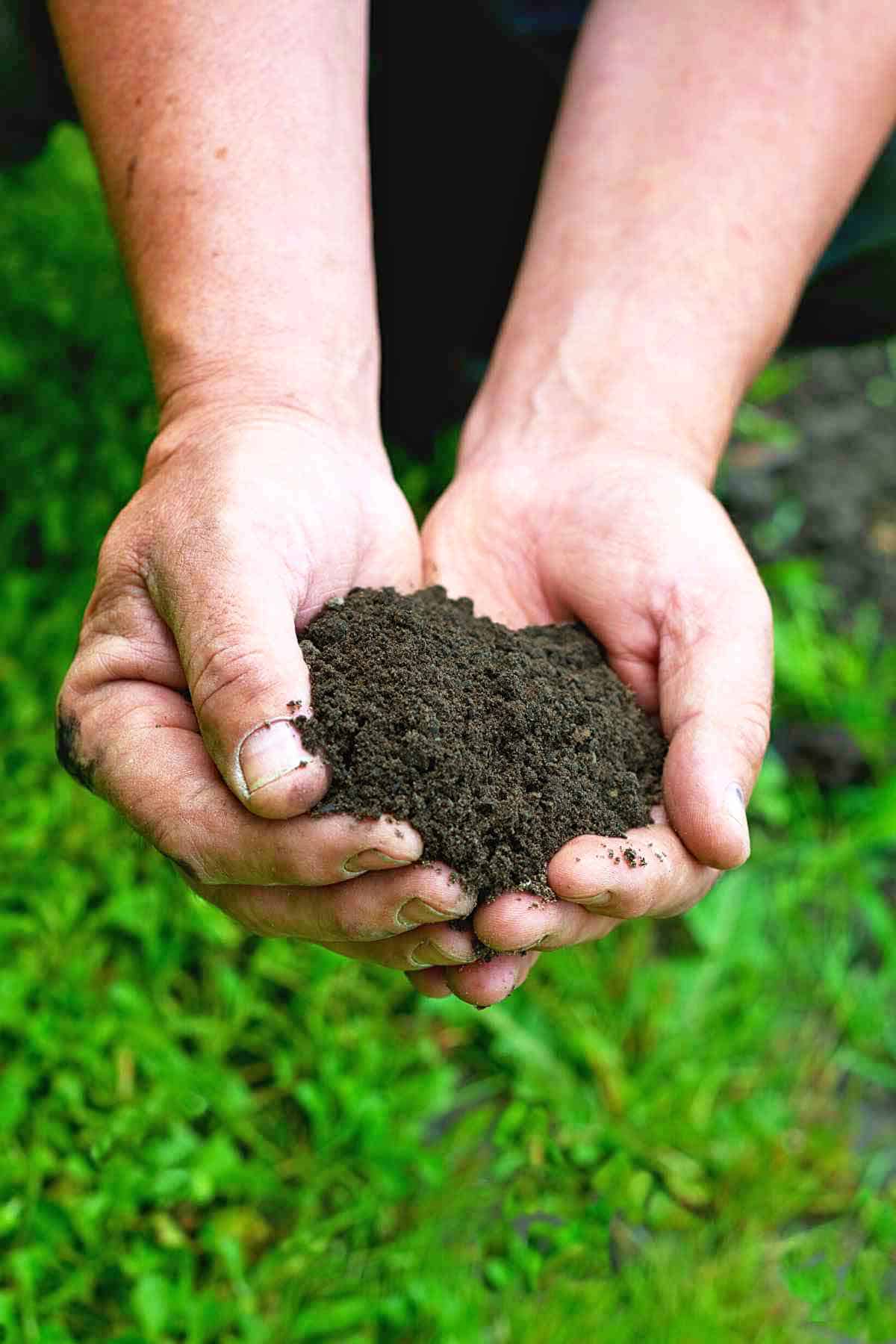 A man's hands holding good organic soil in a garden.