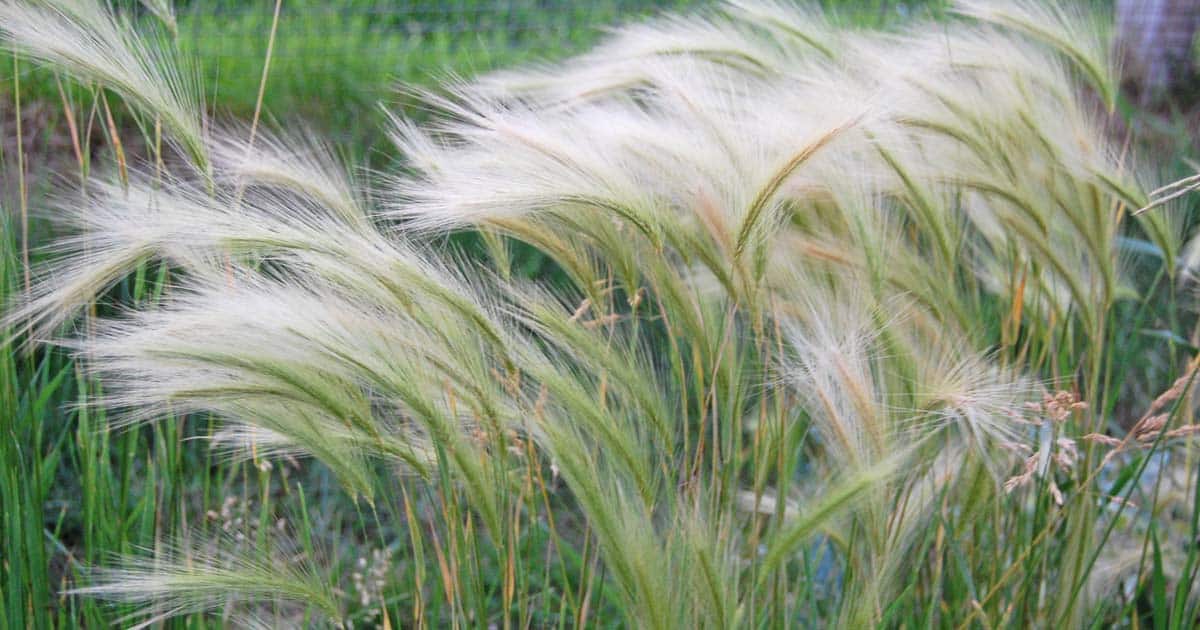 Letting a Field Lie Fallow Happy Simple Living
