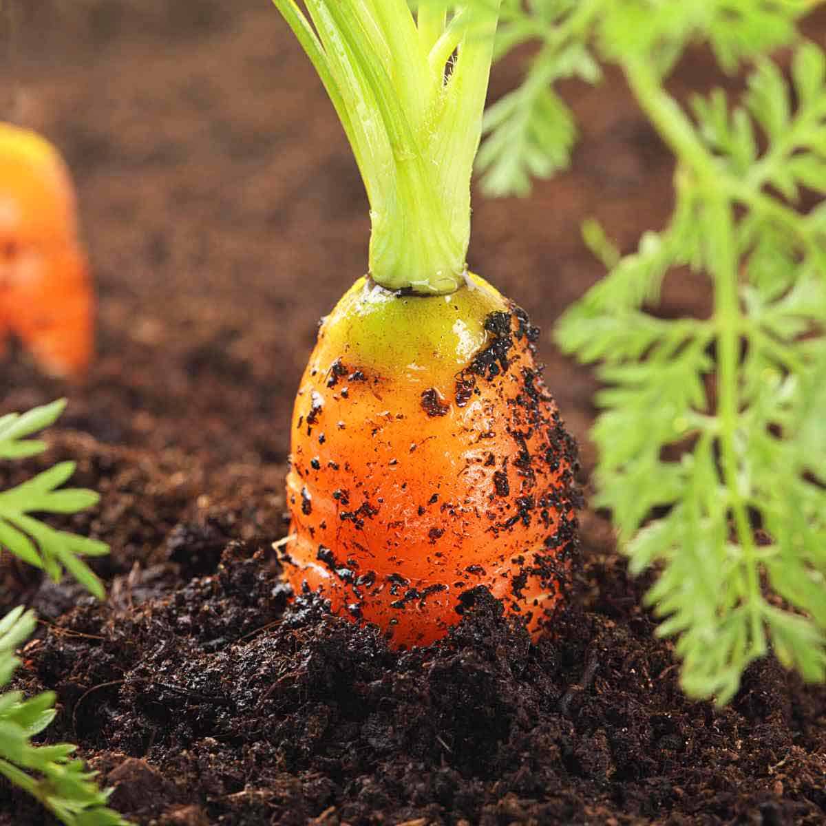 Carrots poking up through garden soil.