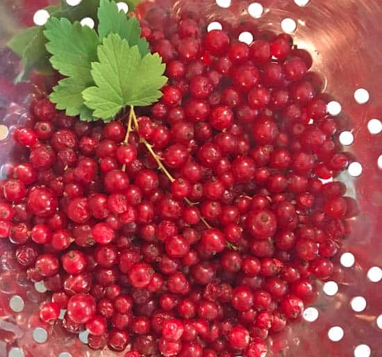 Red currants and currant leaves in a colander.
